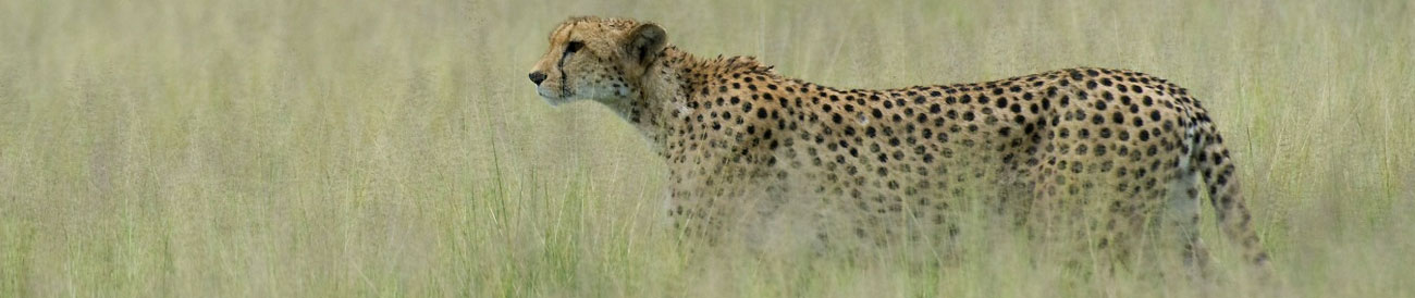 Luxury Kalahari Desert Expedition